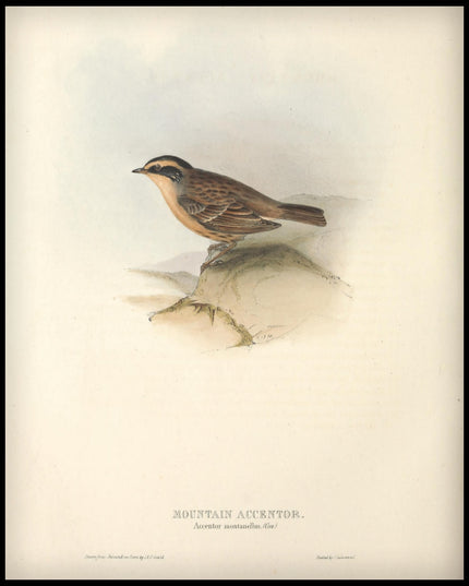 Accentor Montanellus Poster