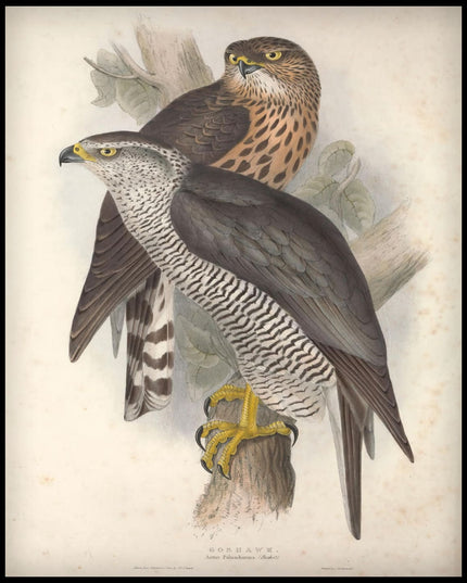 Astur Palumbarius Poster