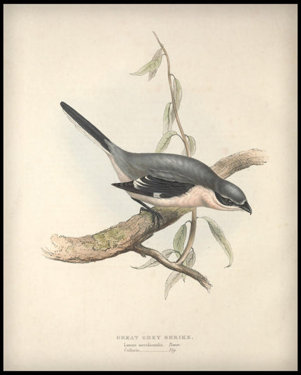 Lanius Meridionalis Poster