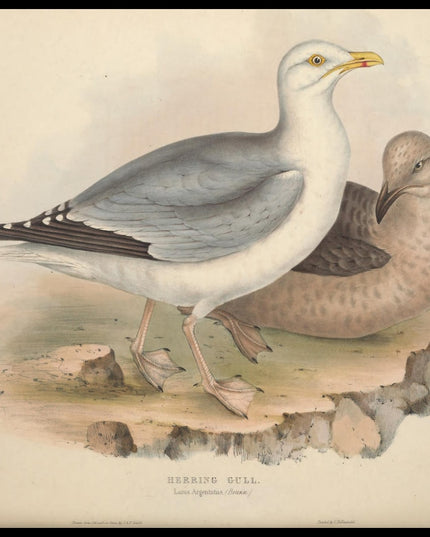 Larus Argentatus Poster