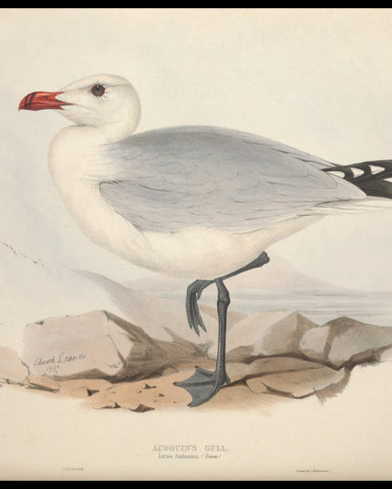 Larus Audouinii Poster