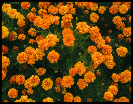 Ein Leinwandbild von leuchtend orangefarbenen Blumen in voller Blüte.