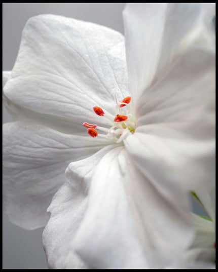 Ein Leinwandbild von einer weißen Geranienblüte mit orangen Staubgefäßen in Nahaufnahme.