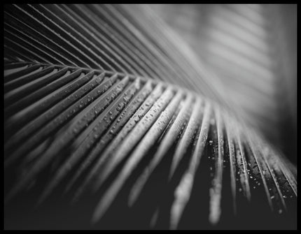 Ein Leinwandbild von einem Palmenblatt in Schwarz-Weiß mit Wassertropfen.