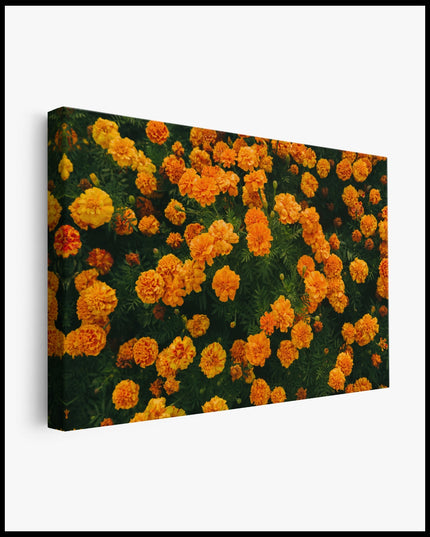 Orange Marigold Canvas