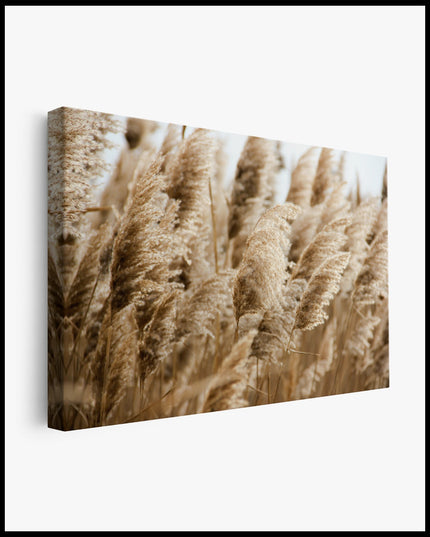 Golden Grain swaying in the Wind Canvas