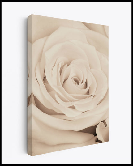 White Rose Petal Canvas