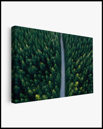 Road in the Forest Canvas