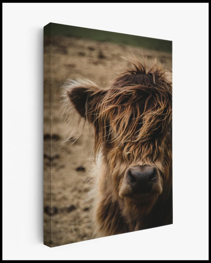 Brown Highland Cattle Canvas