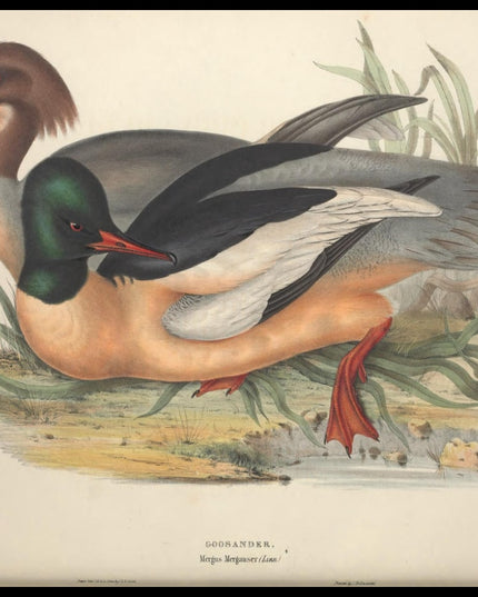 Mergus Merganser Poster