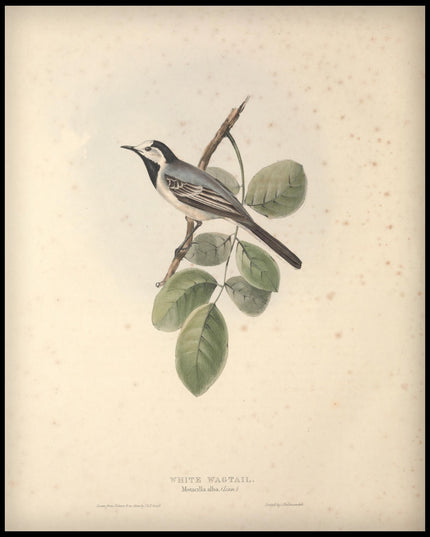 Motacilla Alba Poster