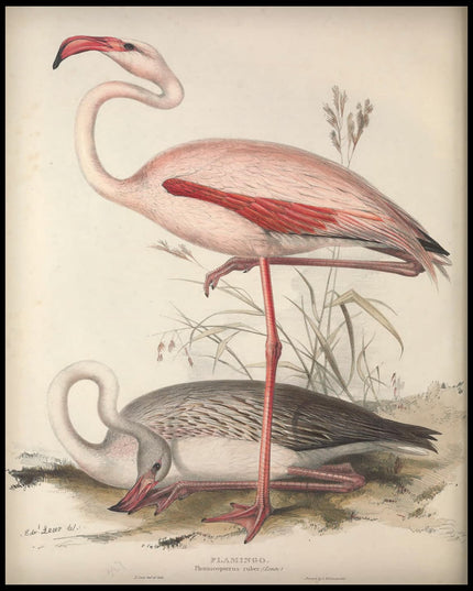 Phoenicopterus Ruber Poster