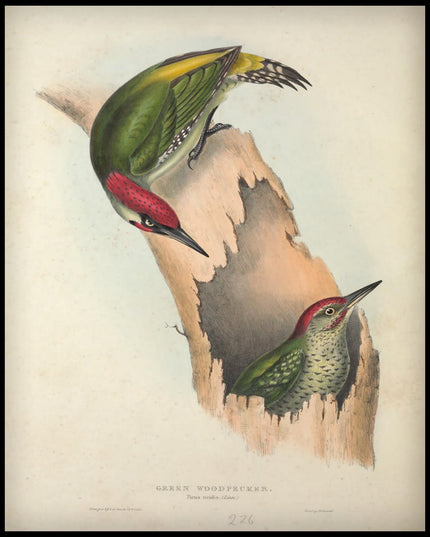 Picus Viridis Poster