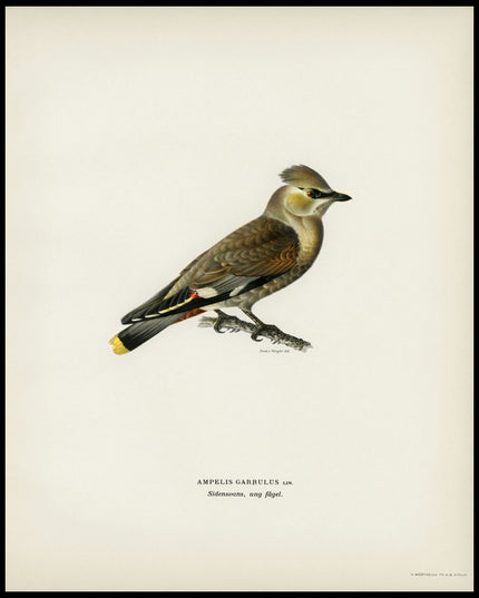 Ampelis Garrulus Poster