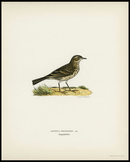 Anthus Pratensis Poster