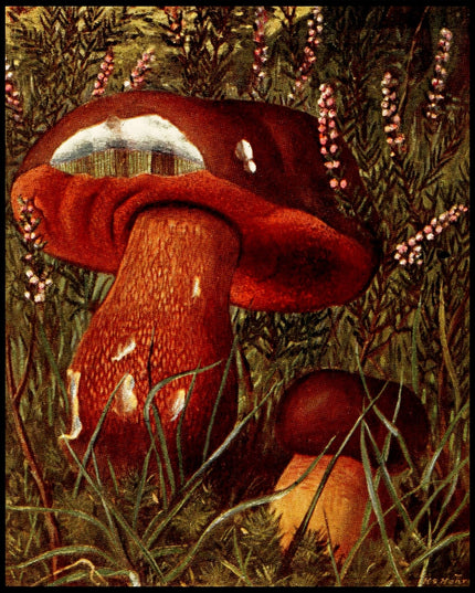 Boletus Luridus