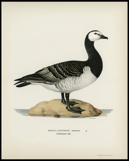 Branta Leucopsis Poster