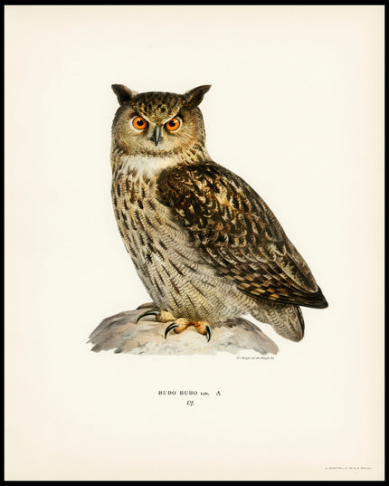 Bubo Bubo Poster