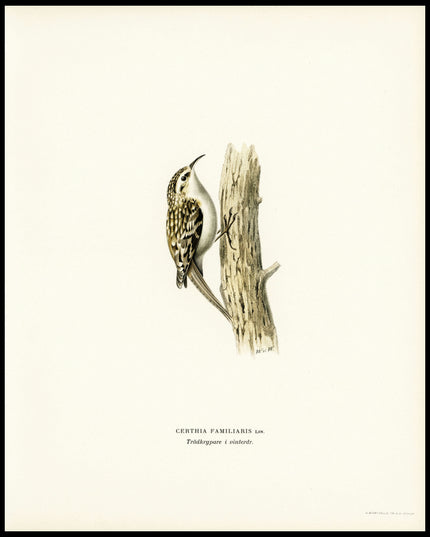 Certhia Familiaris Poster