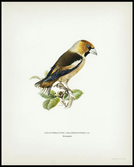 Coccothraustes Coccothraustes Poster