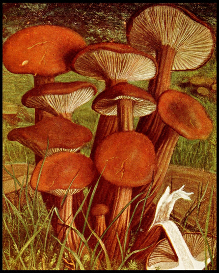 Collybia Fusipes