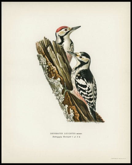 Dryobates Leucotus Poster