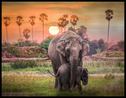 Ein Poster von zwei Elefanten bei Sonnenuntergang in Afrika.