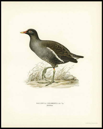 Gallinula Chloropus Poster