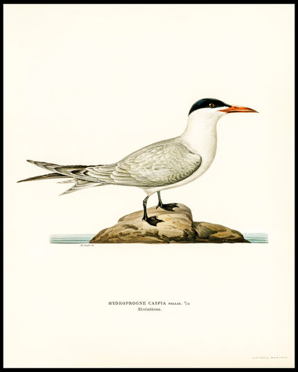 Hydroprogne Caspia Poster