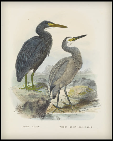 Ardea Sacra & Ardea Hollandiae