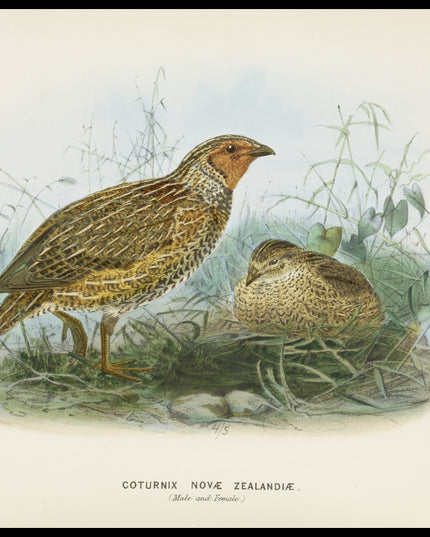 Coturnix Novae Zealandiae