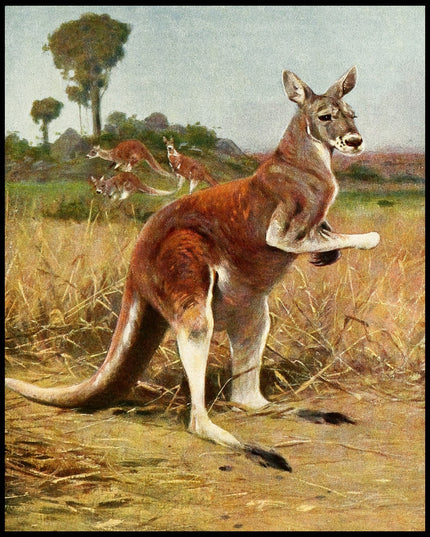 Red Kangaroo