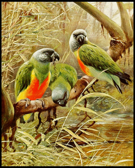 Senegal Parrot