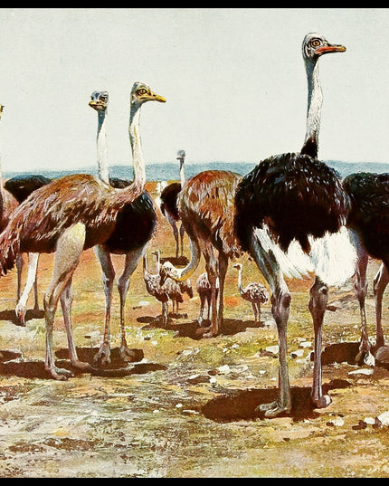 Somali Ostrich