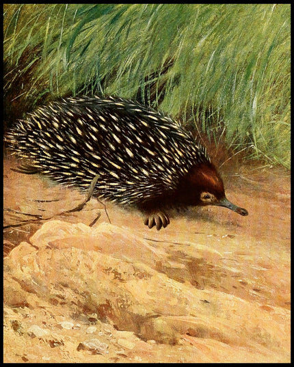 Spiny Ant Eater