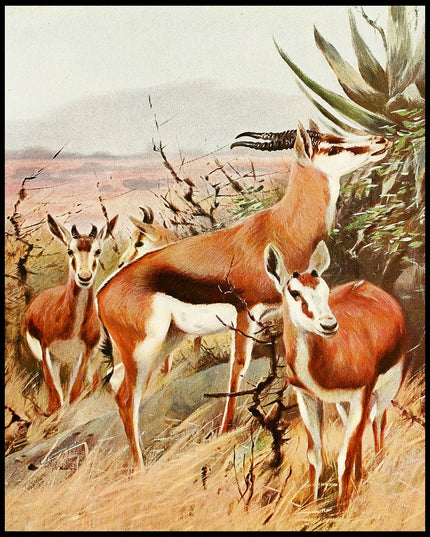 Springbok