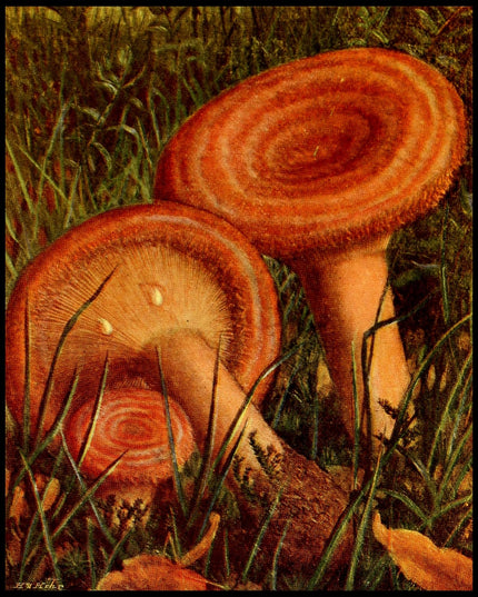 Lactarius Torminosus