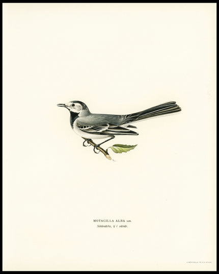 Motacilla Alba Poster