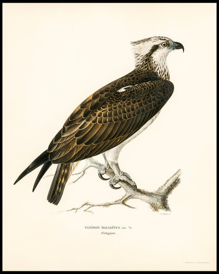 Pandion Haliaetus Poster