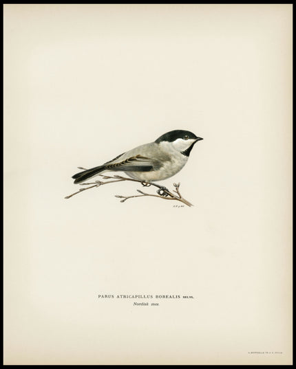 Parus Atricapillus Poster