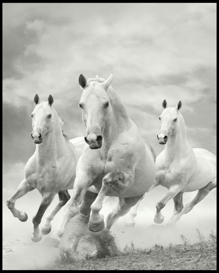 Ein Poster von drei weißen Pferden, die nebeneinander im Galopp durch eine staubige Landschaft rennen.