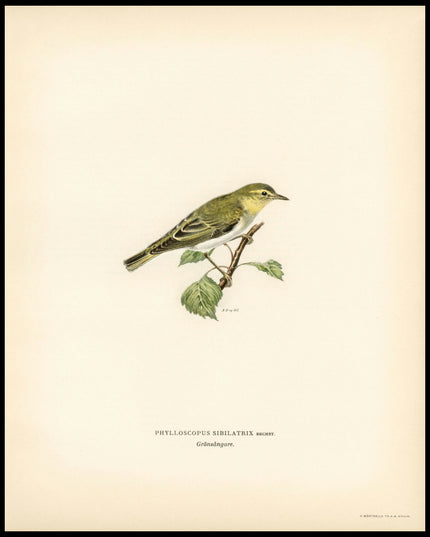 Phylloscopus Sibilatrix Poster