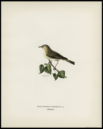 Phylloscopus Trochilus Poster