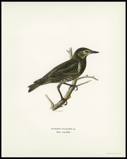 Sturnus Vulgaris Poster