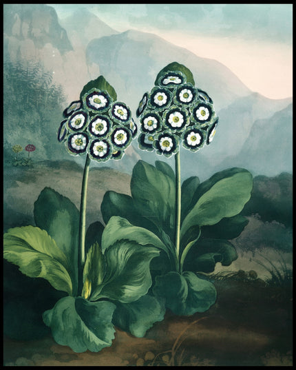 Group Of Auriculas