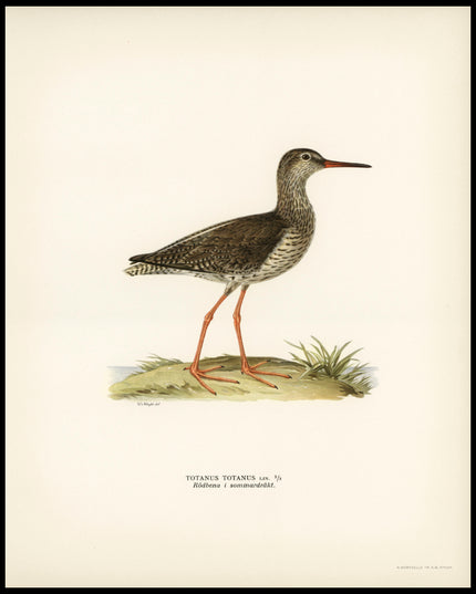 Totanus Totanus Poster