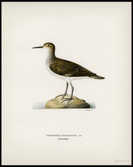 Tringoides Hypoleucus Poster