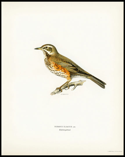 Turdus Iliacus Poster