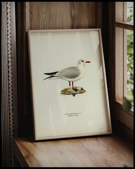 Larus Ridibundus Poster