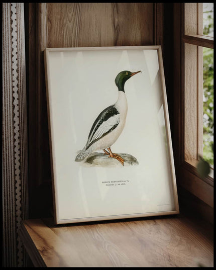 Mergus Merganser Poster